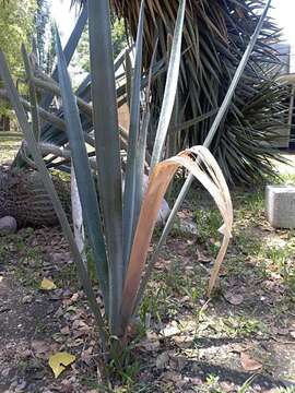 Image of tequila agave