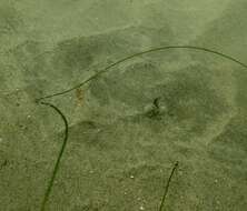 Image of California Butterfly Ray