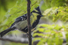 Image de Mésange jaune