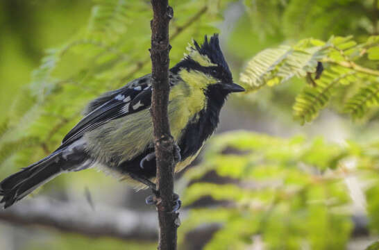 Imagem de Machlolophus aplonotus (Blyth 1847)