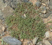 Sivun Portulaca quadrifida L. kuva