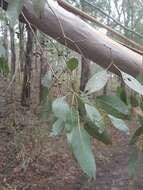 Слика од Eucalyptus ovata Labill.