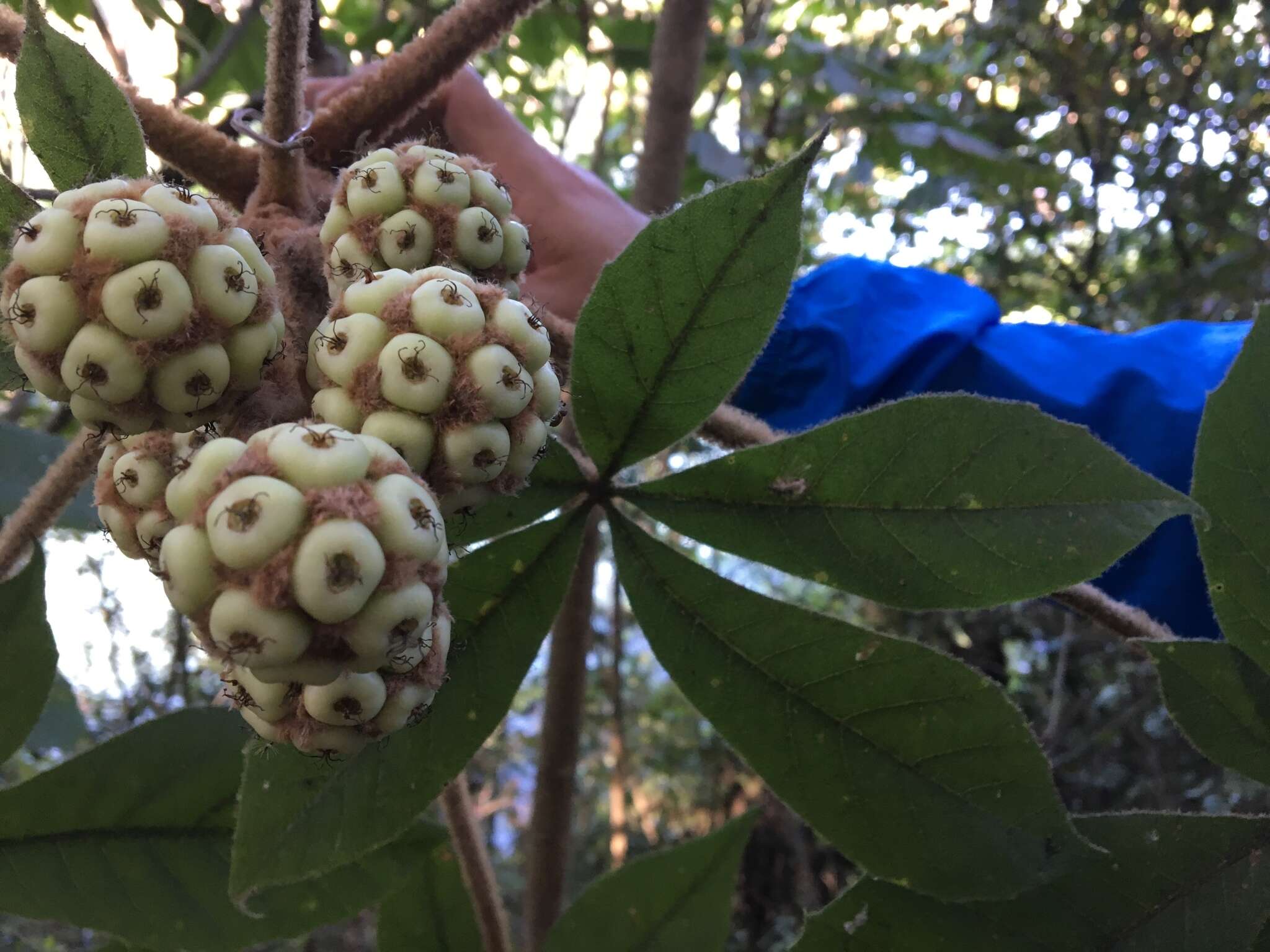 Image of Oreopanax echinops (Schltdl. & Cham.) Decne. & Planch.