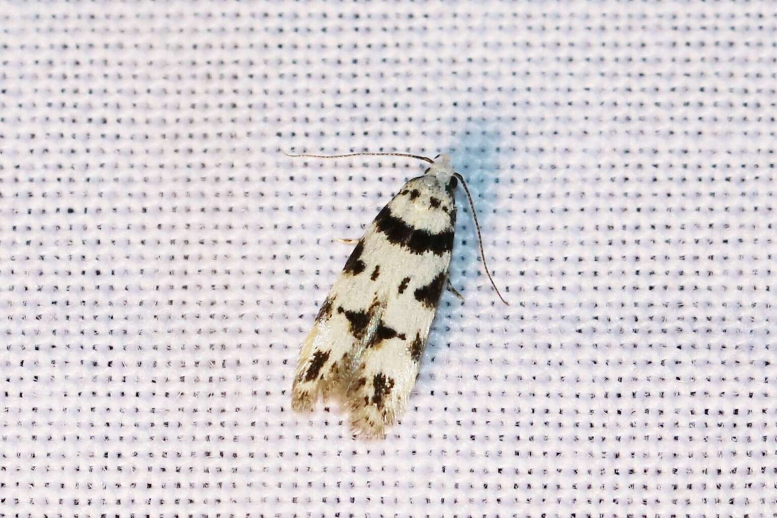 Pseudotelphusa scalella Scopoli 1763的圖片