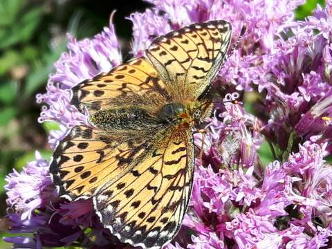 Image of <i>Boloria titania</i>