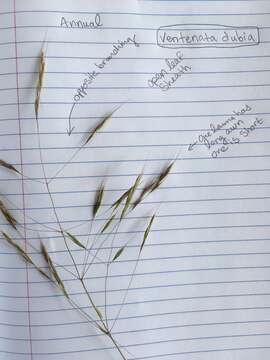 Image of North Africa grass