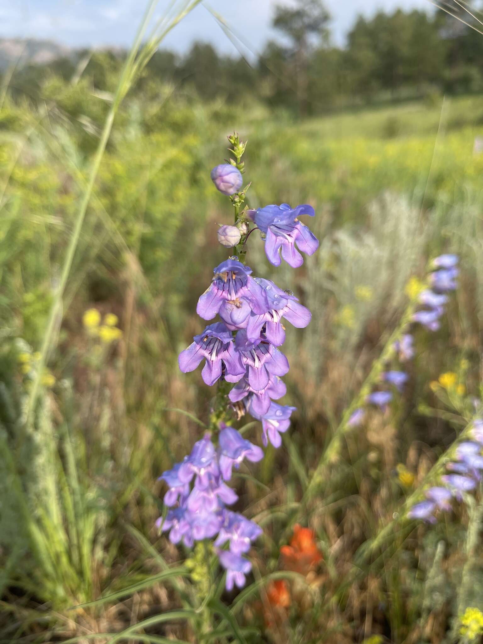 Image of Upright Blue Beardtongue