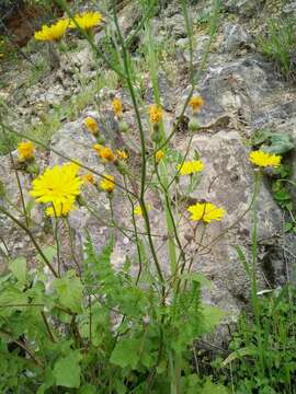 Image of Crepis hierosolymitana Boiss.