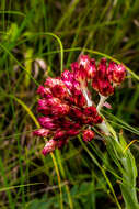 Sivun Helichrysum appendiculatum (L. fil.) Less. kuva