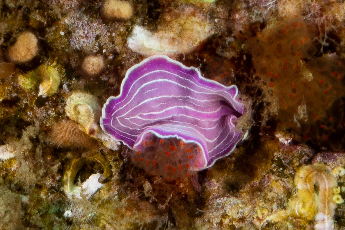 Image of pink flatworm