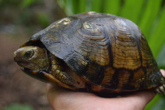 Image of Terrapene mexicana yucatana (Boulenger 1895)