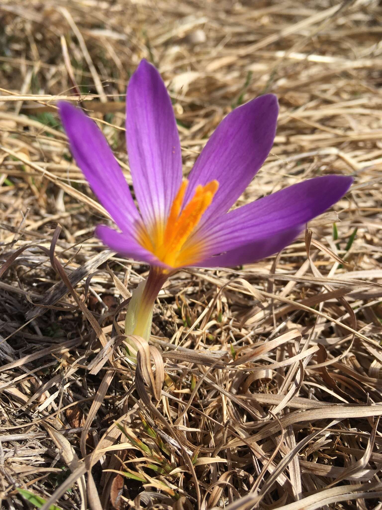 Image of various-coloured crocus