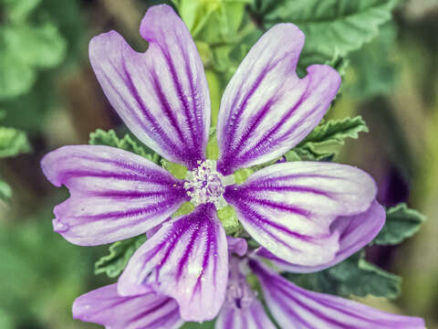 Image of <i>Malva <i>sylvestris</i></i> subsp. sylvestris