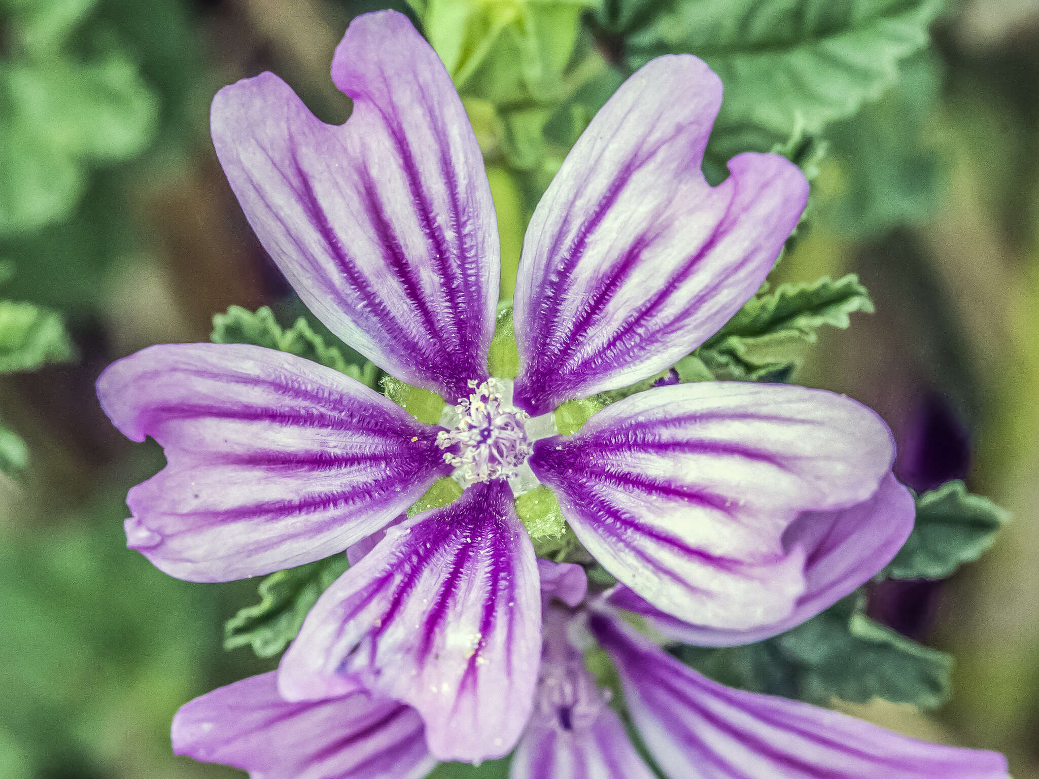 <i>Malva <i>sylvestris</i></i> subsp. sylvestris的圖片