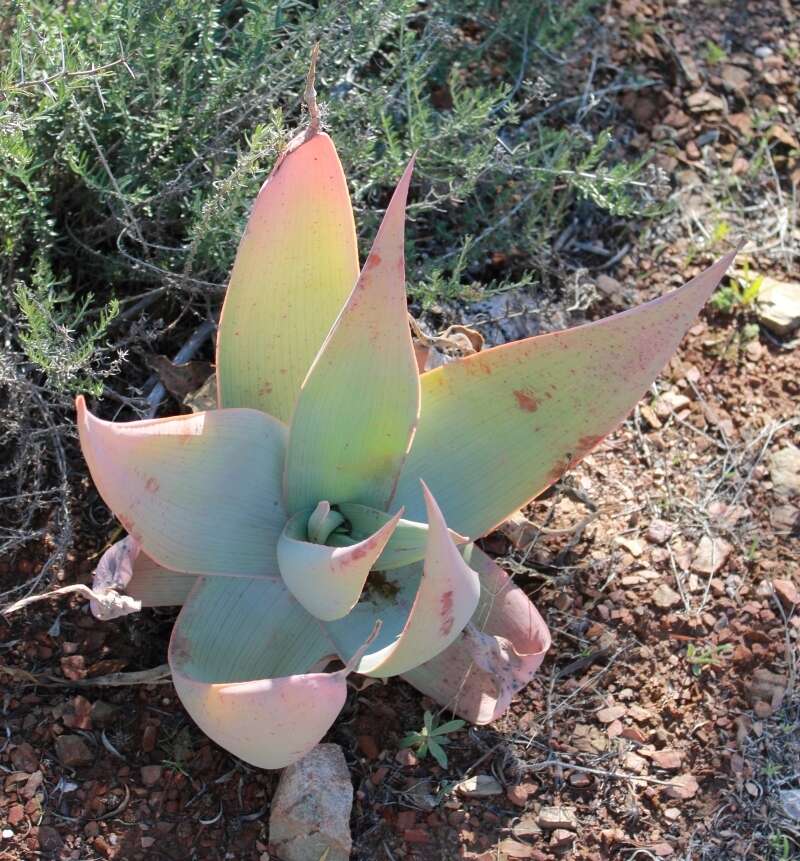 Image of Aloe striata Haw.