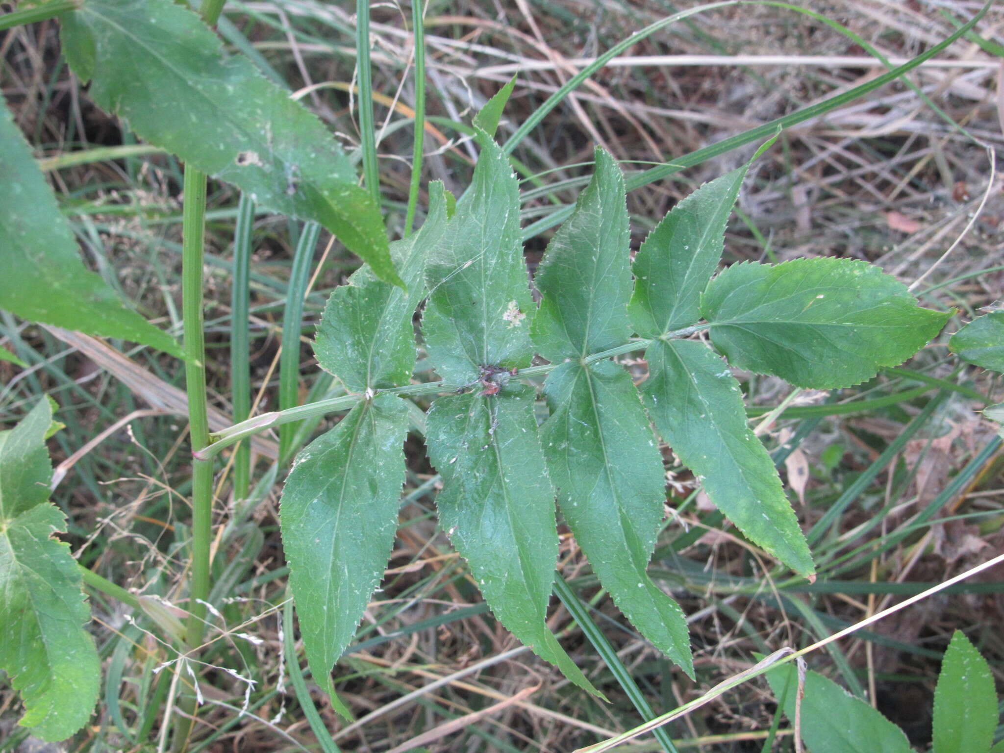 Image of skirret