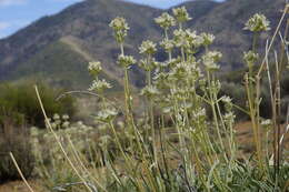 Image of pine green gentian