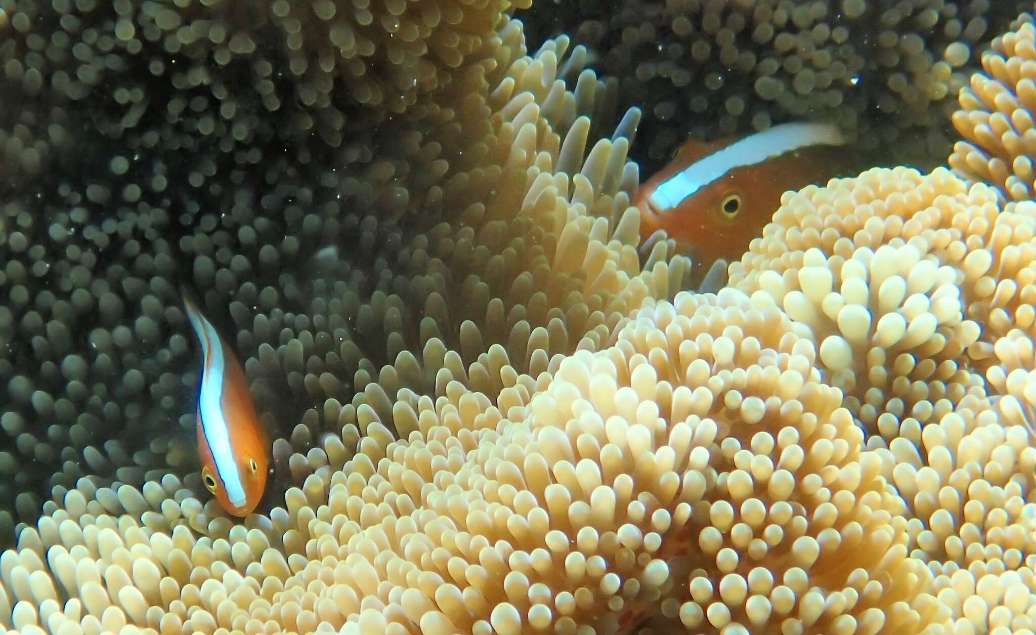 Imagem de Amphiprion sandaracinos Allen 1972