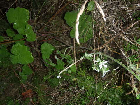 Imagem de Pelargonium odoratissimum (L.) L'Her.