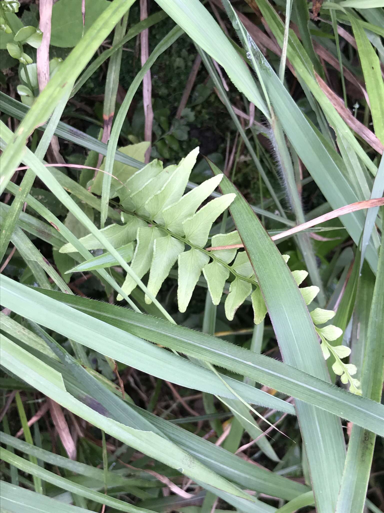 Image of Lindsaea heterophylla Dryand.