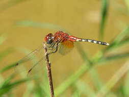 Image of Barbet Percher