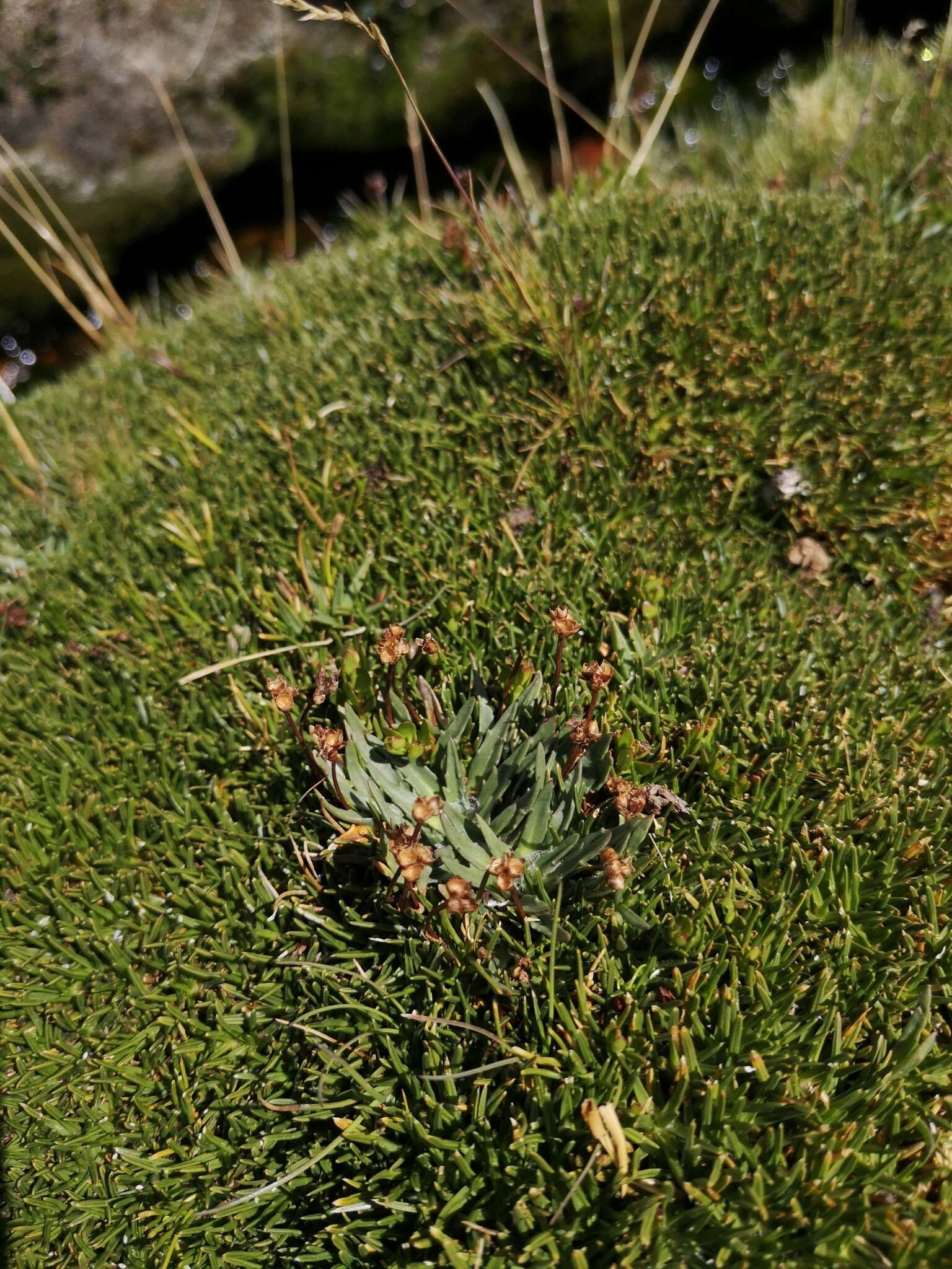 Imagem de Plantago barbata Forst.