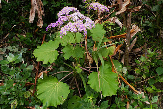 Plancia ëd Pericallis malvifolia (L'Hér.) B. Nord.