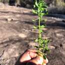 Image of Gonocarpus oreophilus Orchard