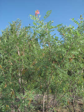 Robinia neomexicana A. Gray resmi