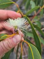 صورة Corymbia eximia (Schauer) K. D. Hill & L. A. S. Johnson