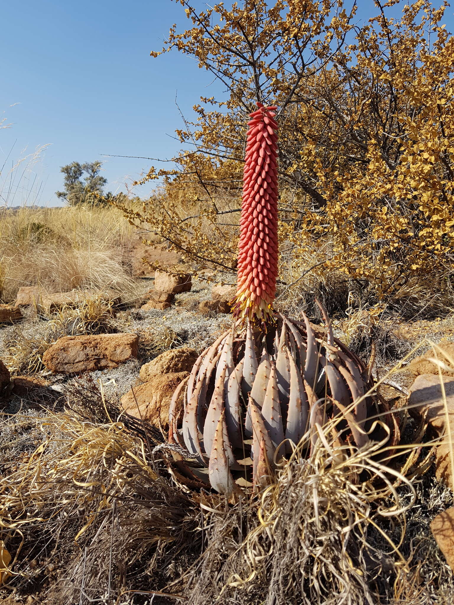 صورة Aloe peglerae Schönland