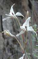 Imagem de Gladiolus leptosiphon F. Bolus