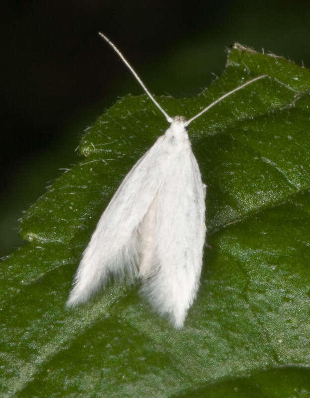 Image of Elachista argentella Clerck