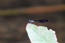 Image of Heliocypha angusta (Hagen ex Selys 1853)