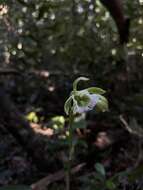 Image of hooded orchid