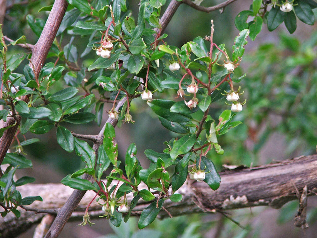 Sivun Diospyros simii (Kuntze) De Winter kuva