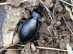 Image of Carabus (Oreocarabus) taedatus Fabricius 1787