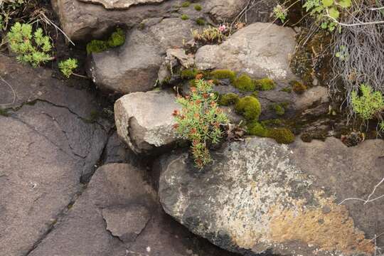 Image of Crassula sarcocaulis subsp. rupicola Tölken