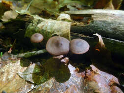 Слика од Gymnopus alkalivirens (Singer) Halling 1997