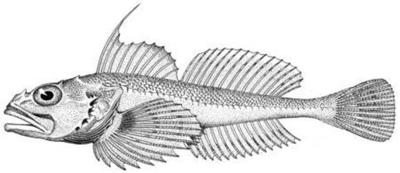 Image of roughback sculpin