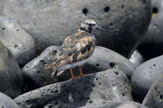 Слика од Arenaria interpres interpres (Linnaeus 1758)