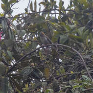 Image of Rufous-vented Yuhina