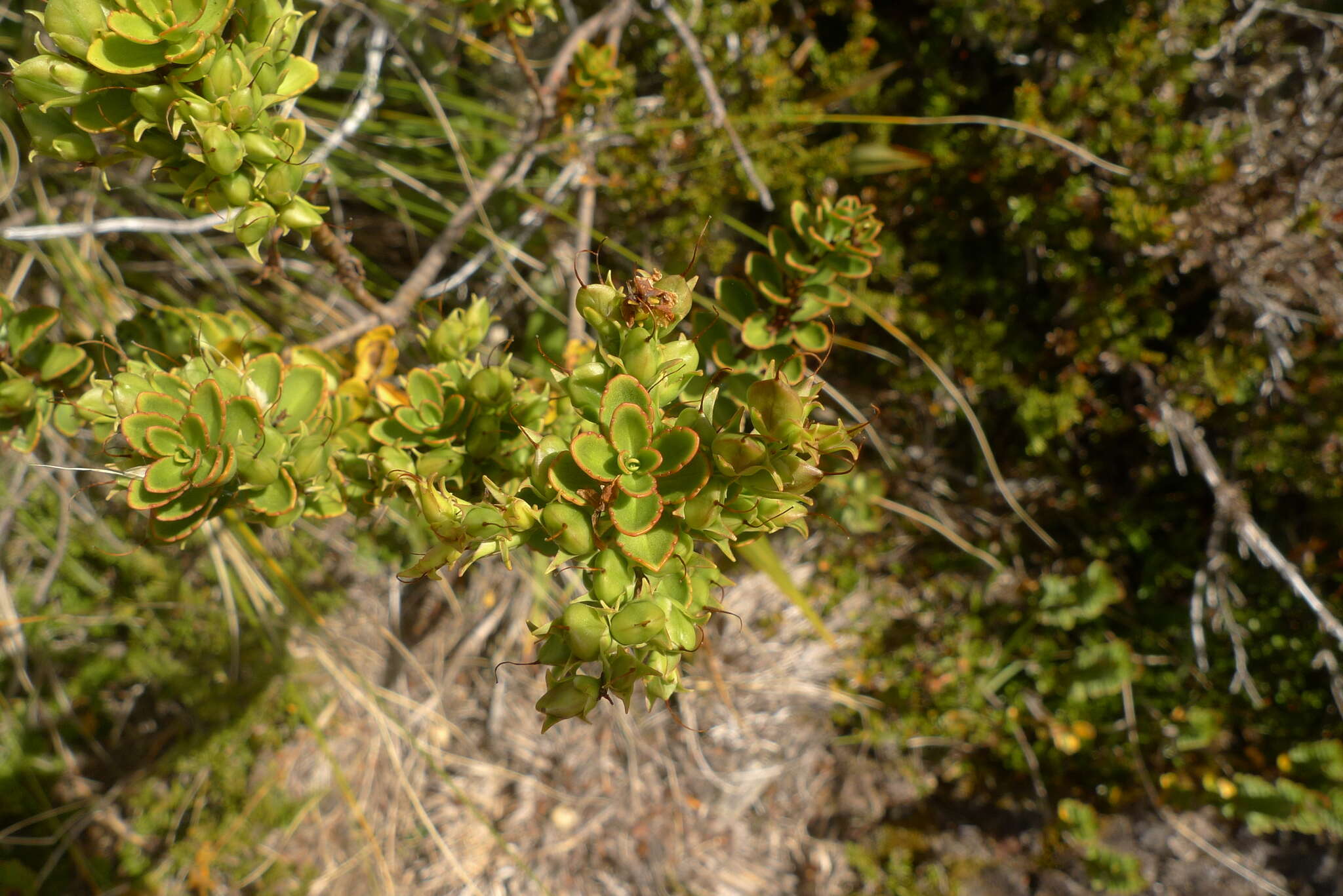 Image of Veronica macrantha var. brachyphylla Cheesem.