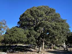 Image of netleaf oak