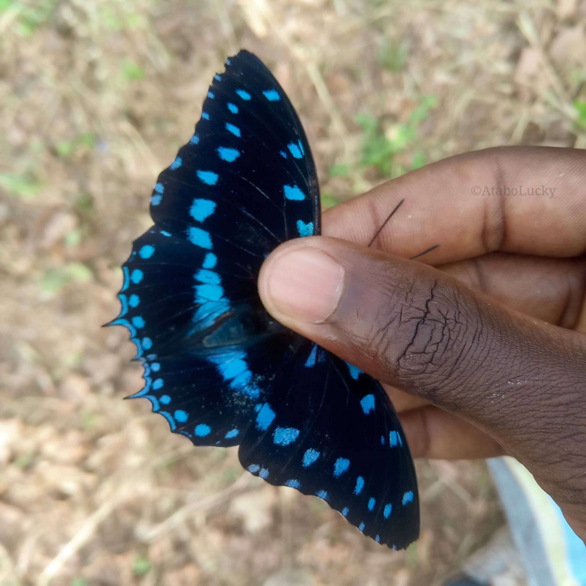 Charaxes ameliae Doumet 1861 resmi