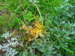 Image of Cuscuta campestris Yunck.