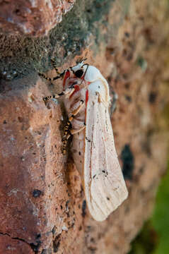 Image of Rhodogastria amasis Cramer 1780