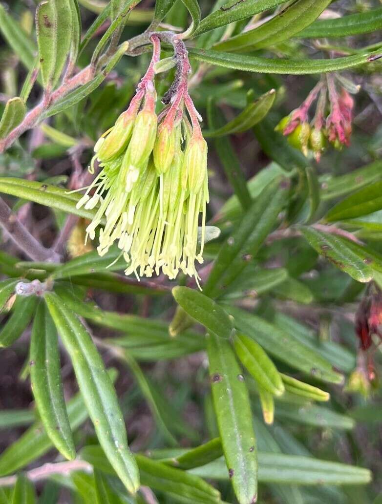 Image de Leionema viridiflorum (Paul G. Wilson) Paul G. Wilson