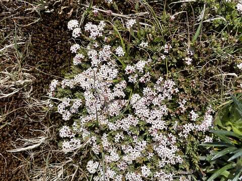 صورة Pimelea alpina F. Müll. ex Meissn.