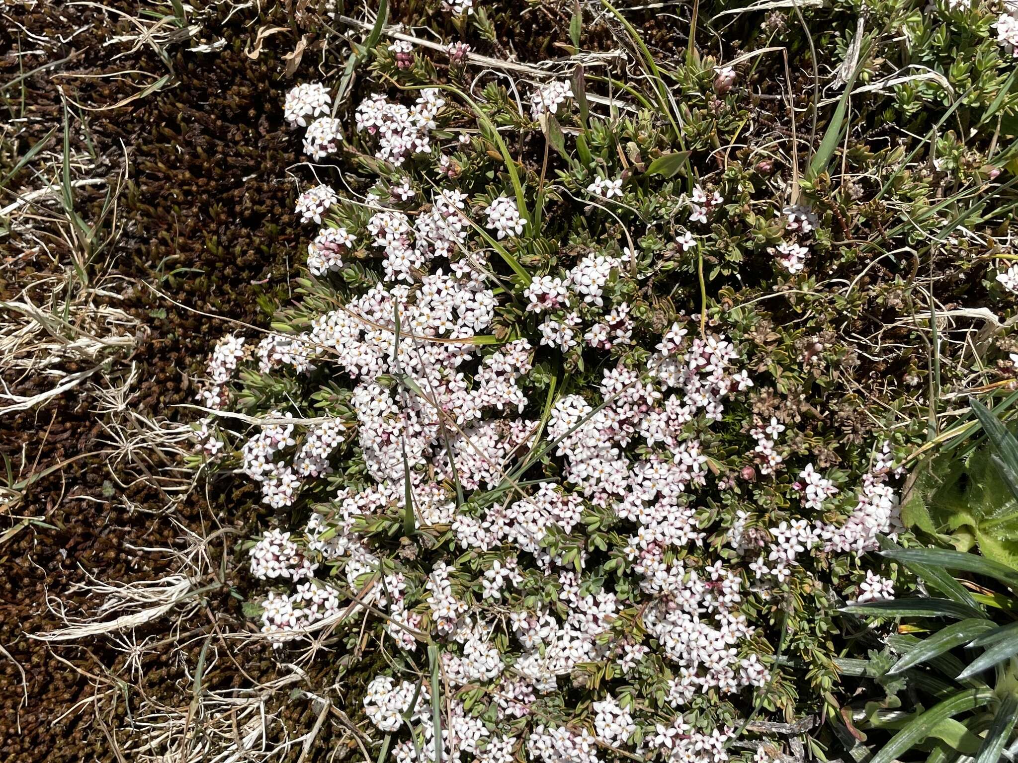 صورة Pimelea alpina F. Müll. ex Meissn.